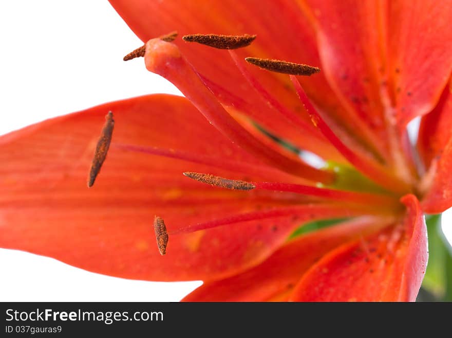 Flower cultivated garden plant - Lily close-up. Flower cultivated garden plant - Lily close-up