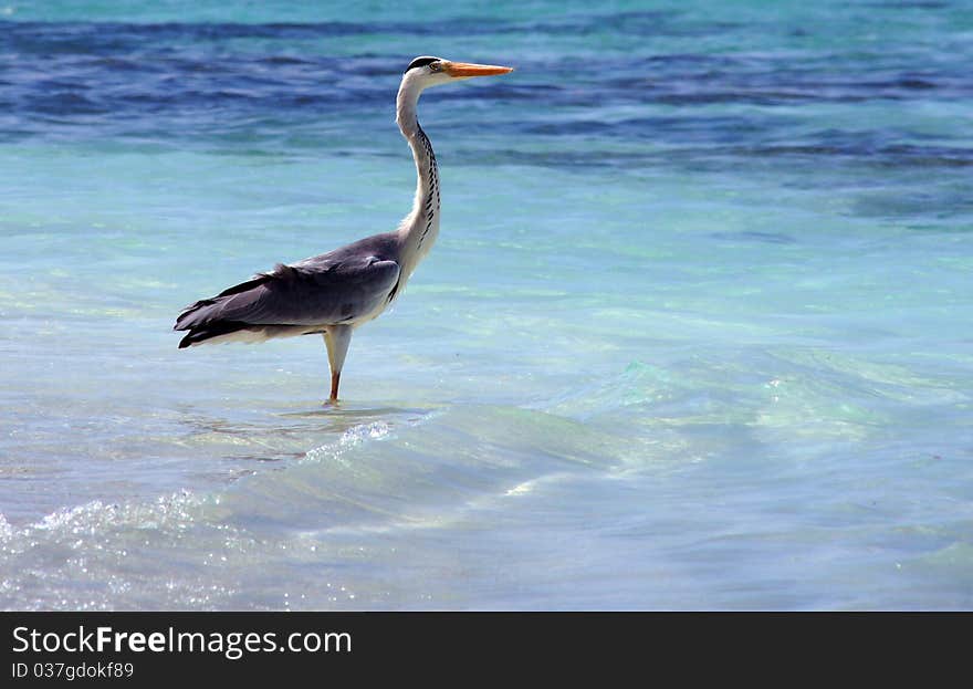 Heron on an ocean coast. Heron on an ocean coast