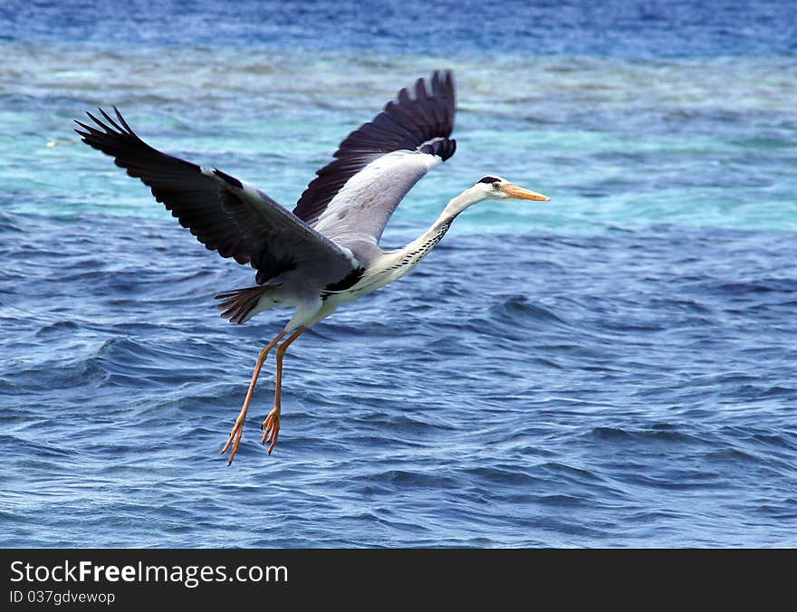 Heron on an ocean coast. Heron on an ocean coast