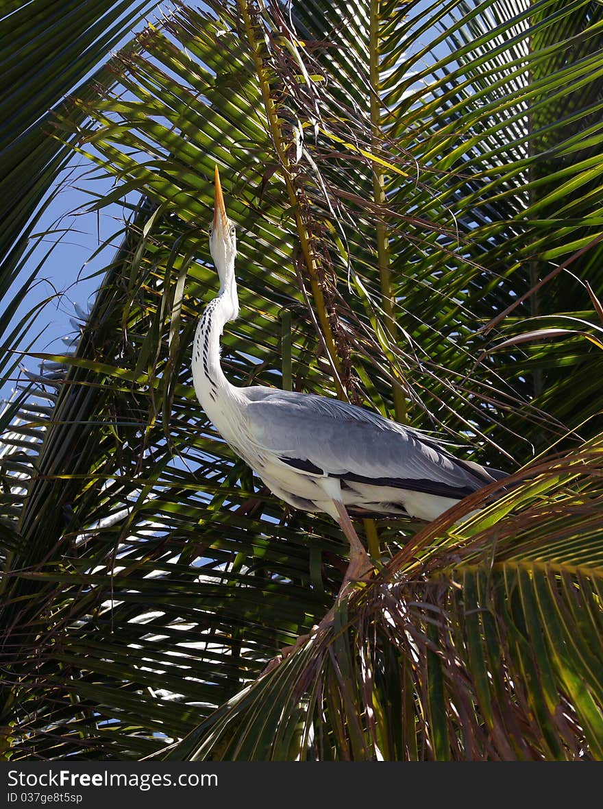 Heron on an ocean coast. Heron on an ocean coast