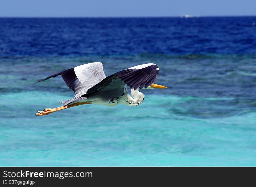 Heron on an ocean coast. Heron on an ocean coast