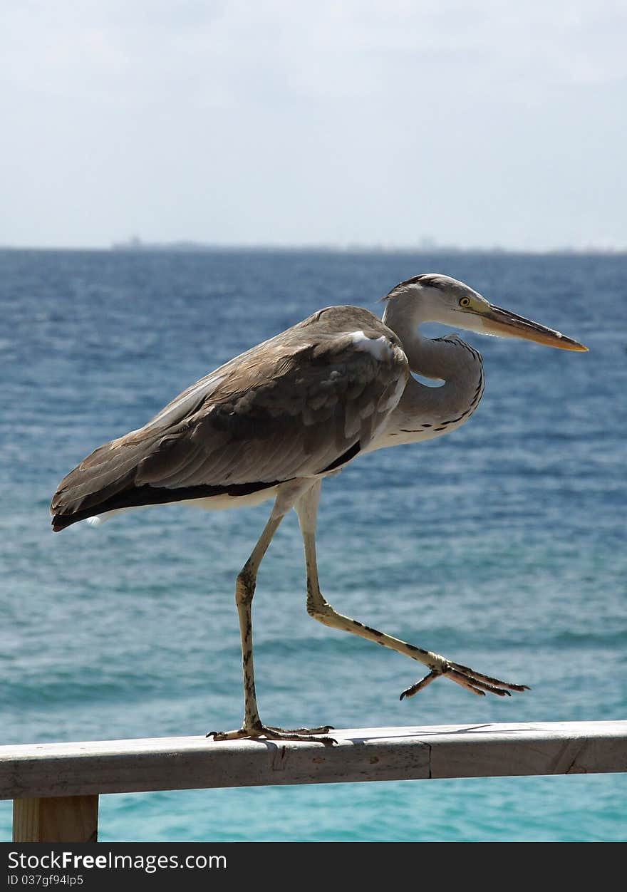 Heron on an ocean coast. Heron on an ocean coast