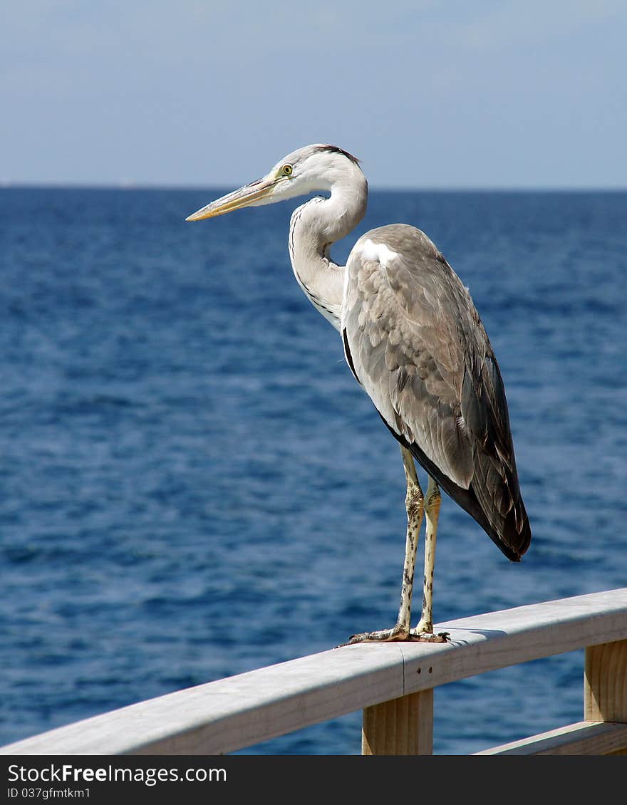 Heron on an ocean coast. Heron on an ocean coast