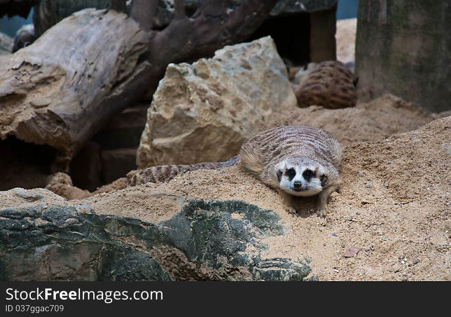 Wildlife animal zoo anture africa. Wildlife animal zoo anture africa