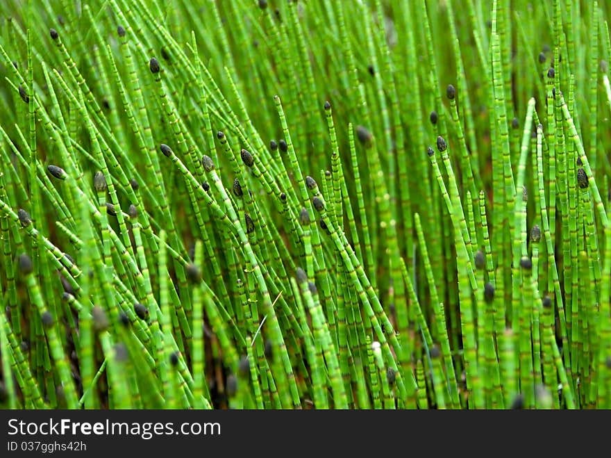 Closeup on Green Grass Sticks in Wetlands