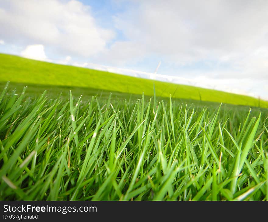 Grass in summer with blue sky