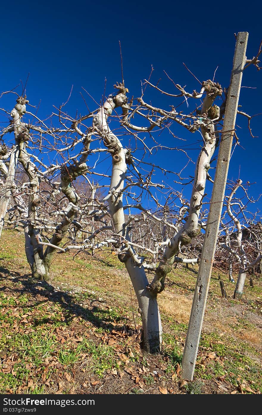 Apple Trees