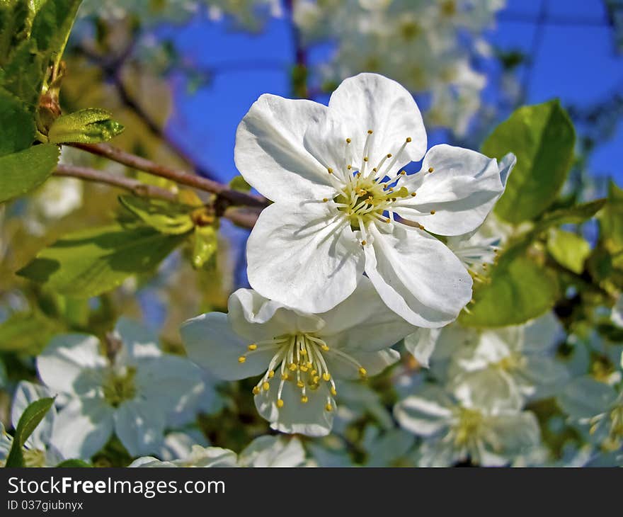 Beautiful flowering cherry tree in spring. Beautiful flowering cherry tree in spring