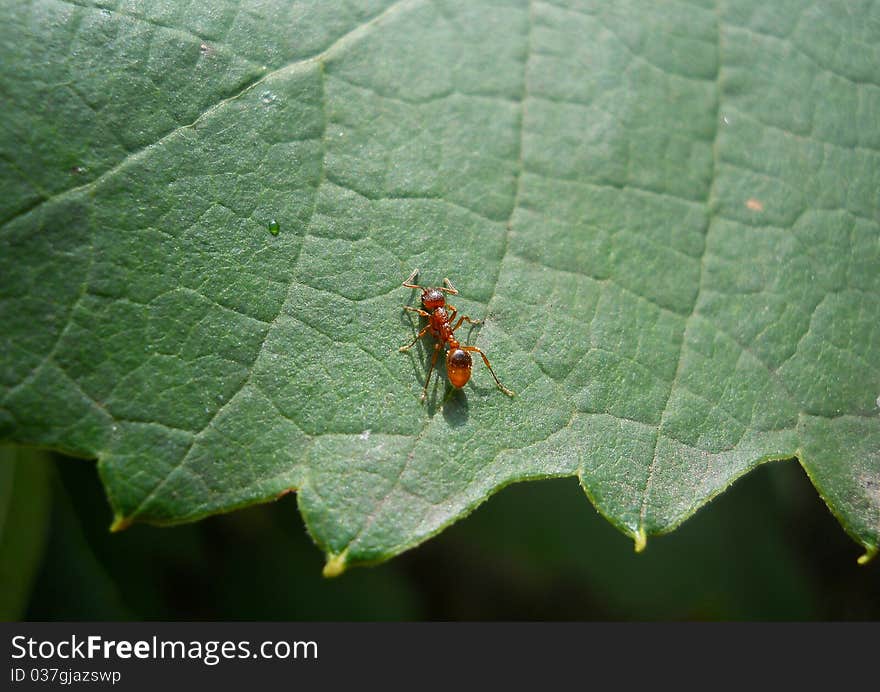 Ant on a leaf of a grapes a close up