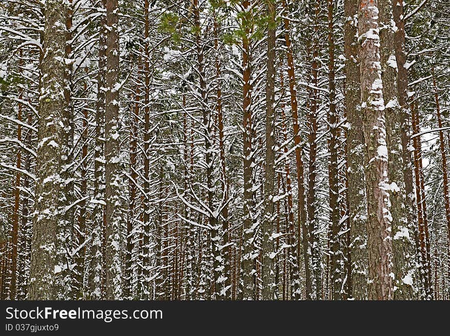 Winter pine forest