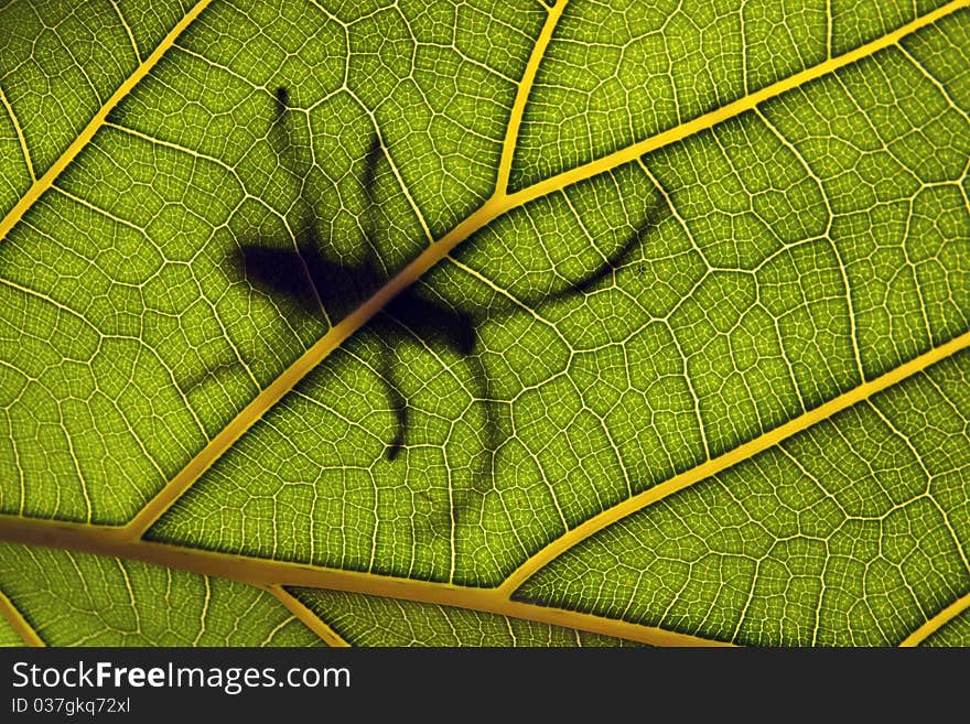 insect on a leaf