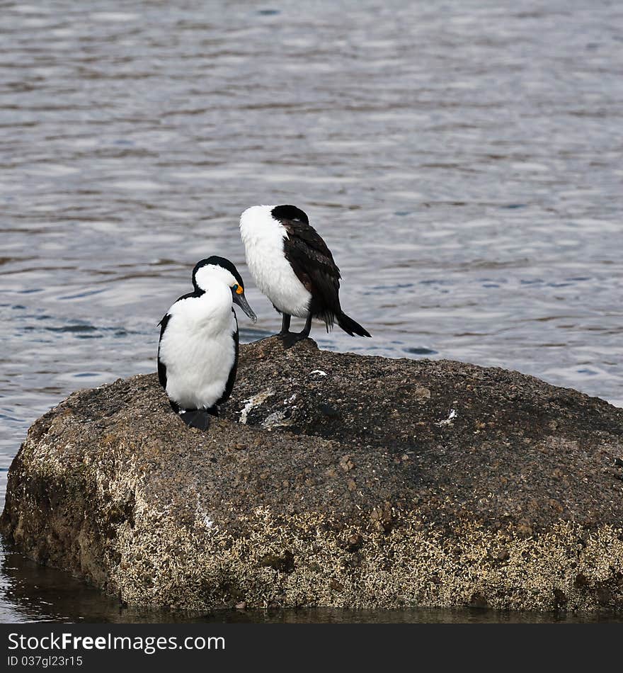 Little Pied Cormorants on a rock near Granite Island Voctor Harbor South Australia