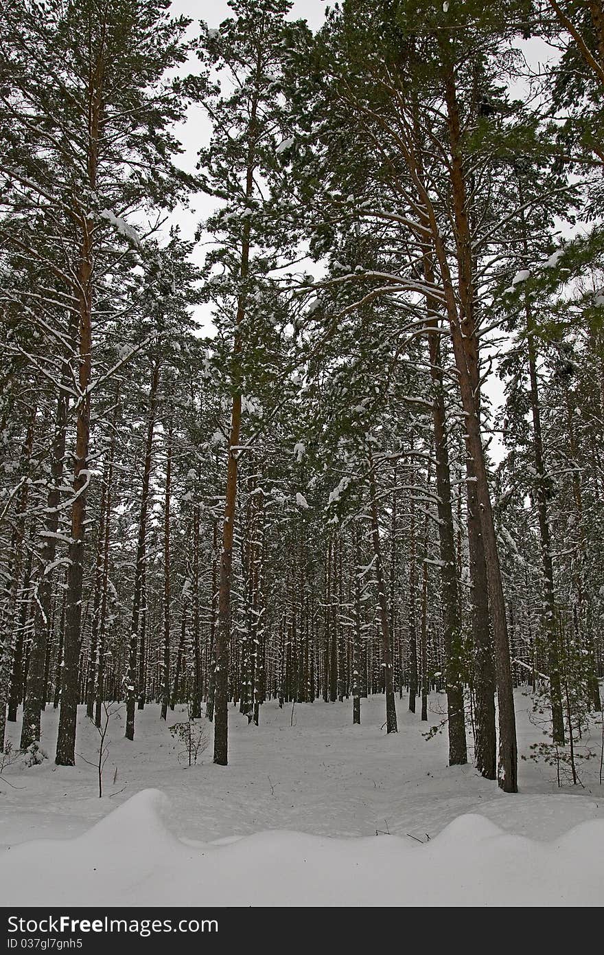 Winter pine forest 3