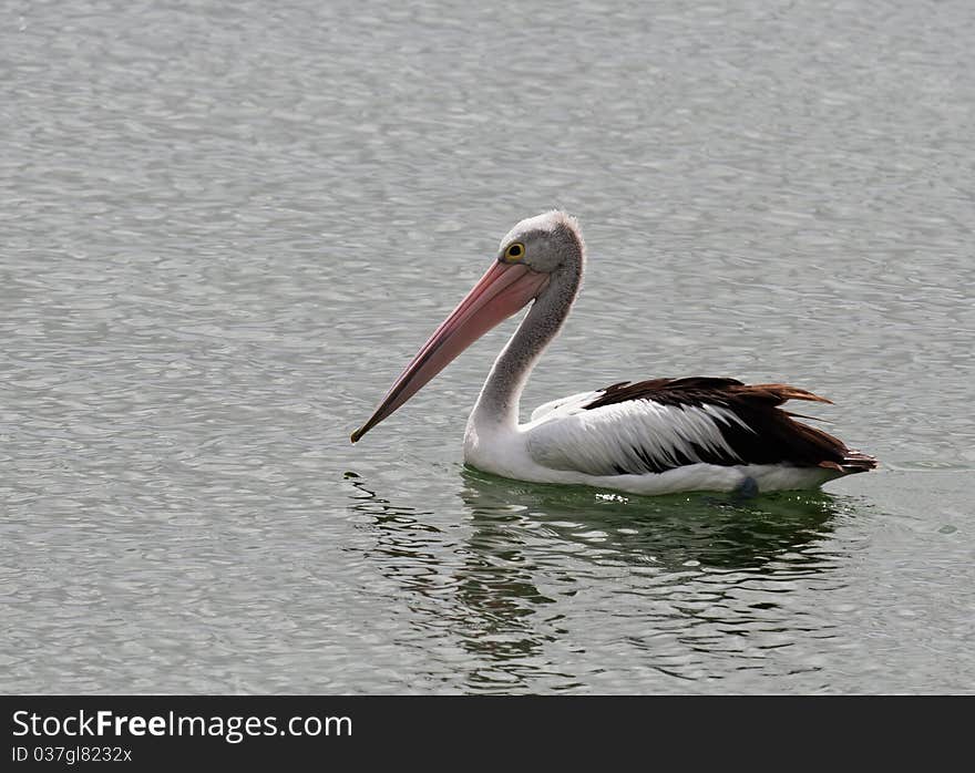 Australian Pelican on calm water