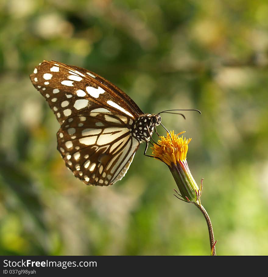 Butterfly feeding on little flower