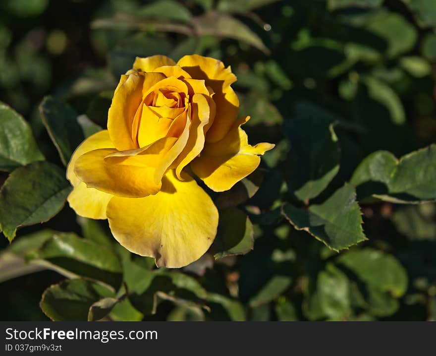 A beautiful yellow rose flower in an afternoon sun, with green leaves in the background