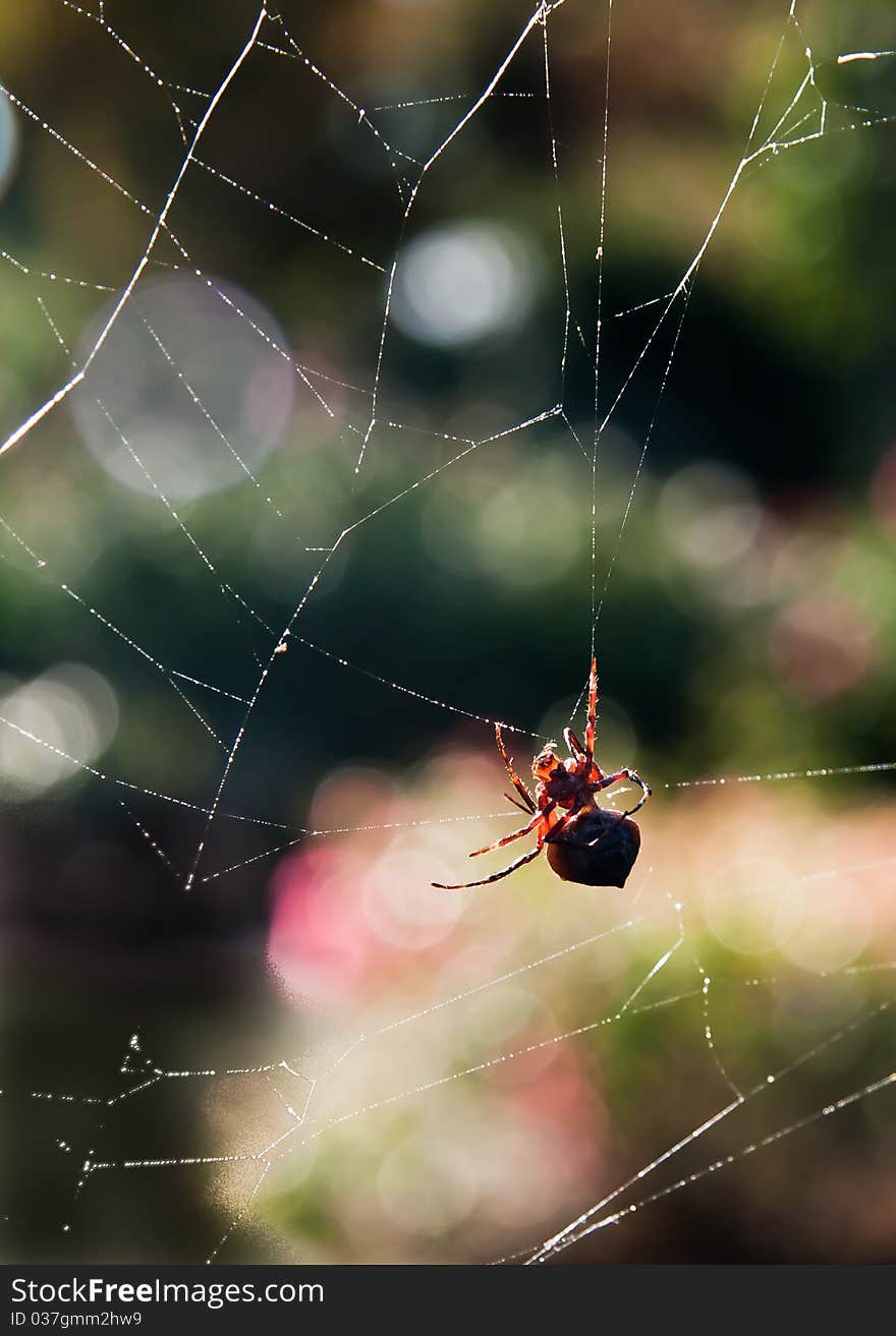 A garden spider on a spider web, on a sunny day