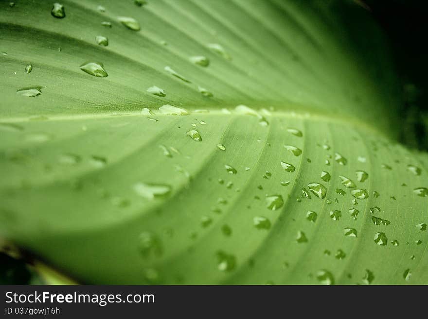 Green wallpaper with drops on leave