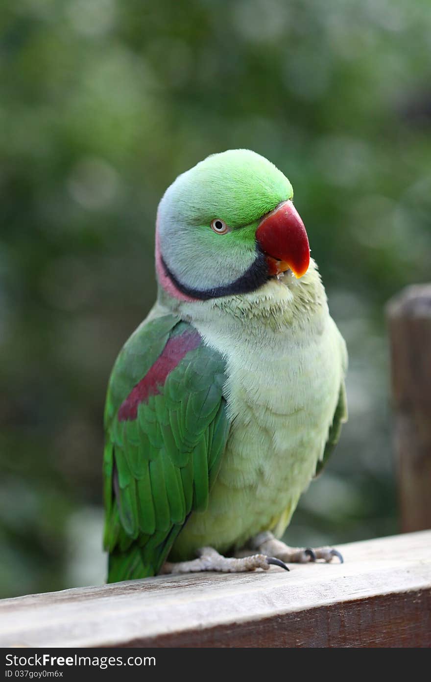 Green Parrot with Red Mouth (Rose-ringed Parakeet)