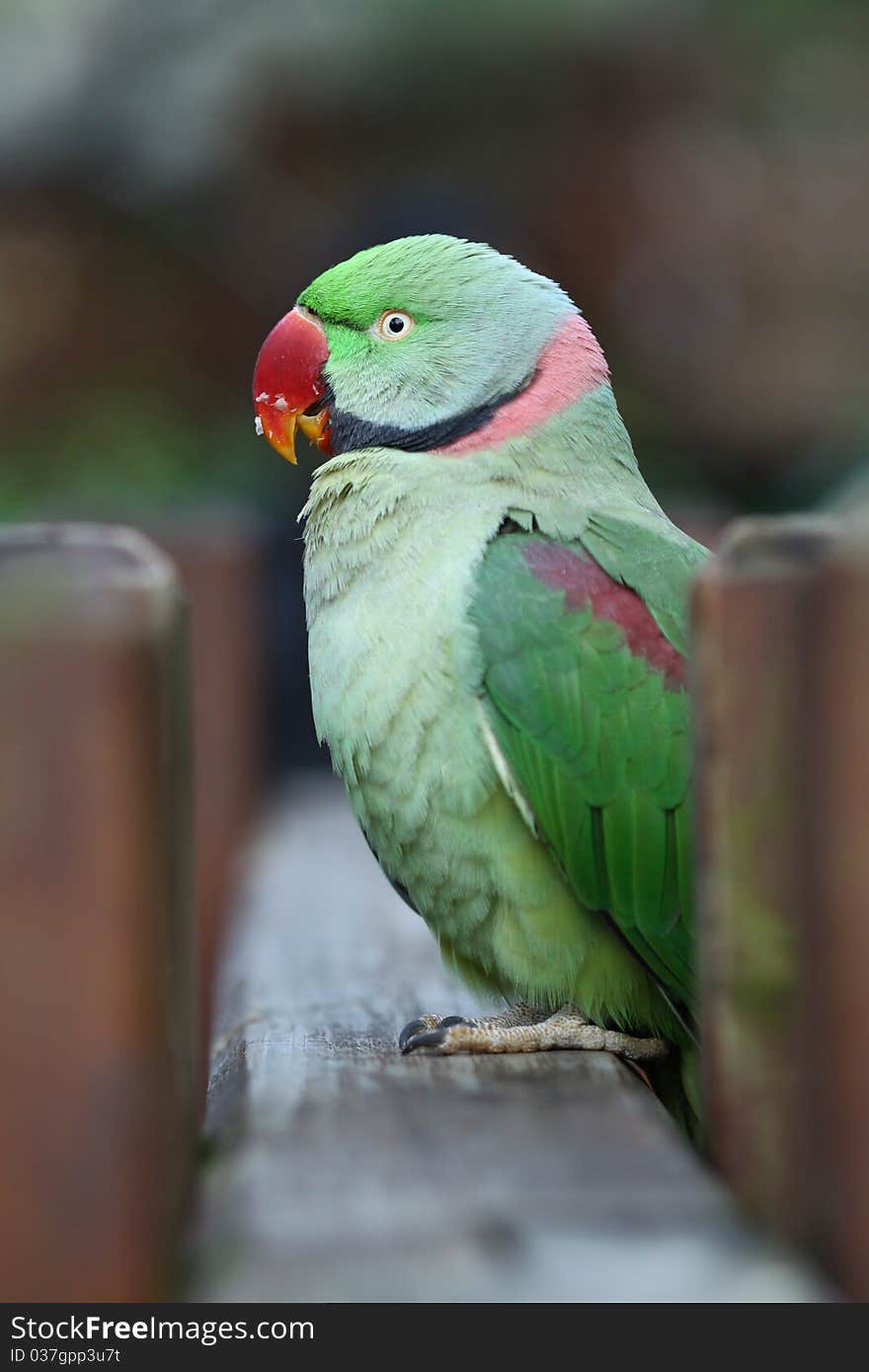 Green Parrot with Red Mouth (Rose-ringed Parakeet)