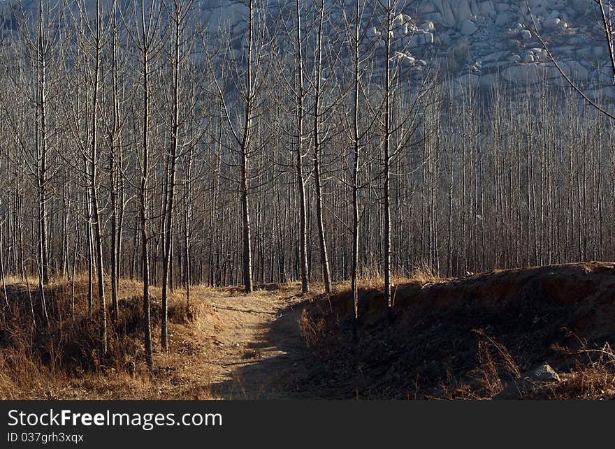 Poplar woods in the foothills