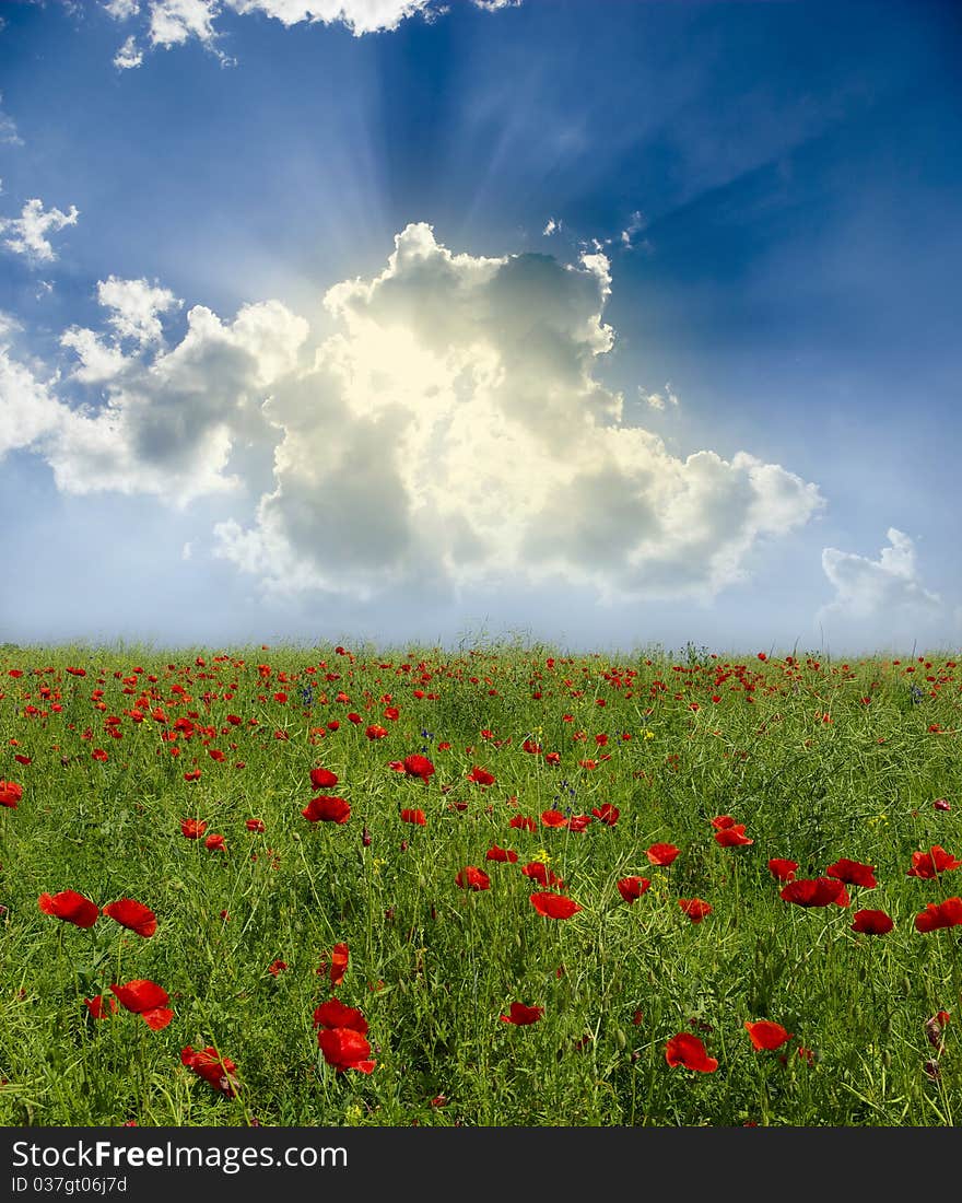 Poppy flower in the sky. Poppy flower in the sky