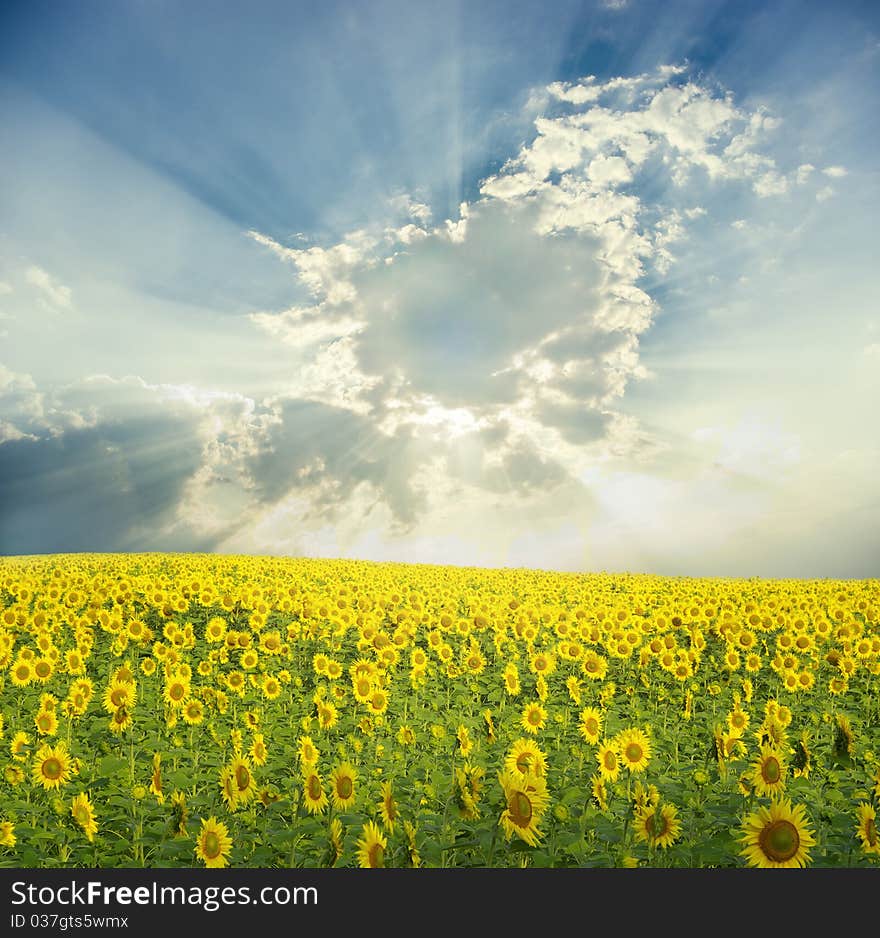 Field of flowers of sunflowers