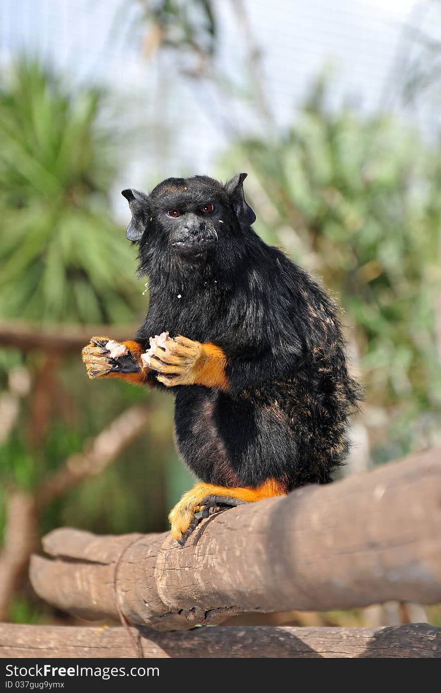 A Red Handed Tamarin having lunch. A Red Handed Tamarin having lunch