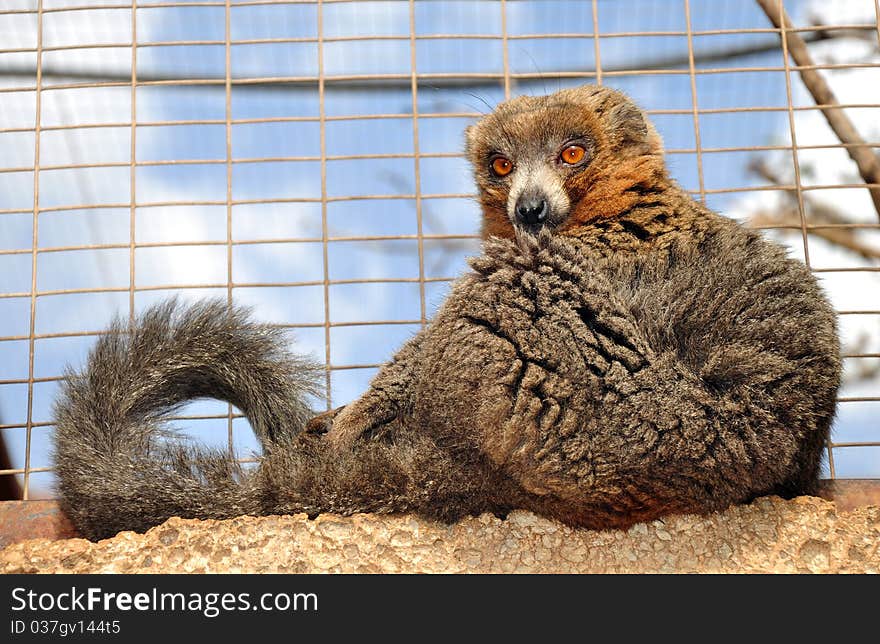 Madagascan Brown Lemur sitting on a rock