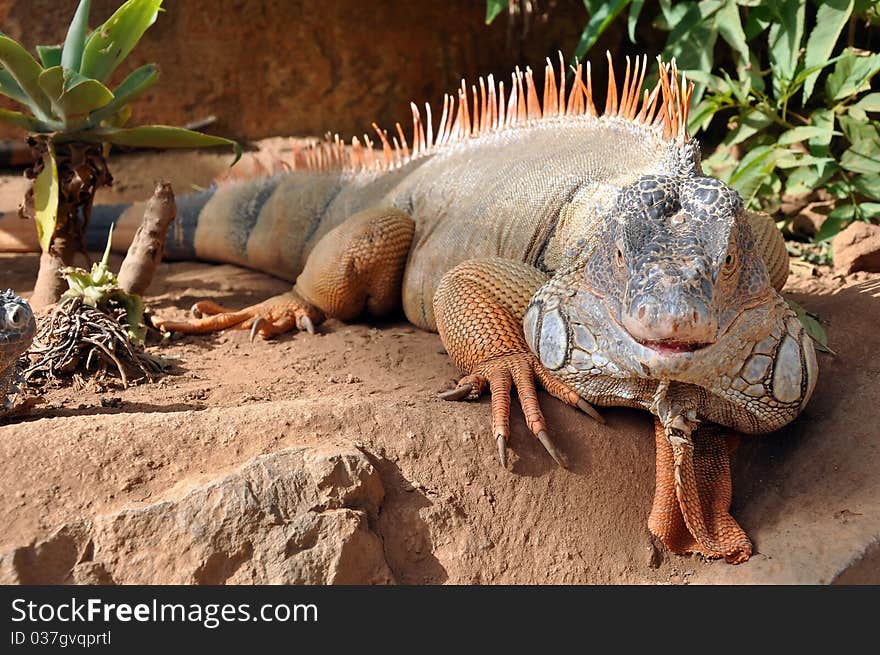 Large Iguana on a rock