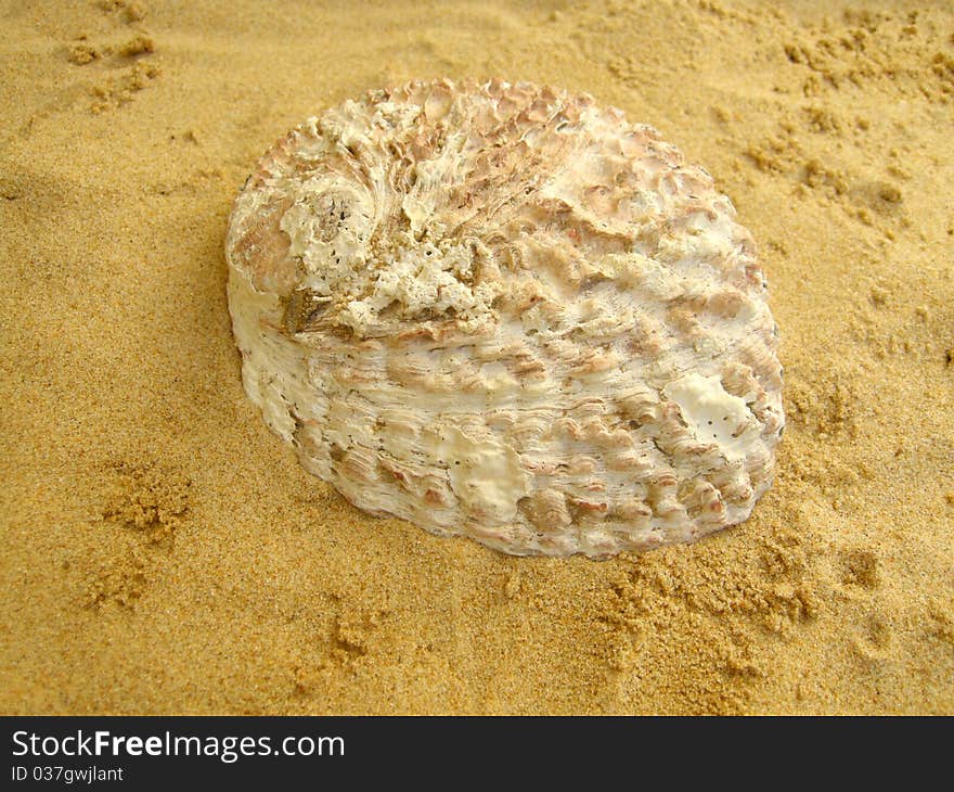 Big Abalone on the beach. Big Abalone on the beach.