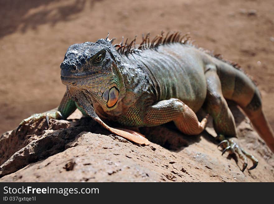 Large Iguana on a rock