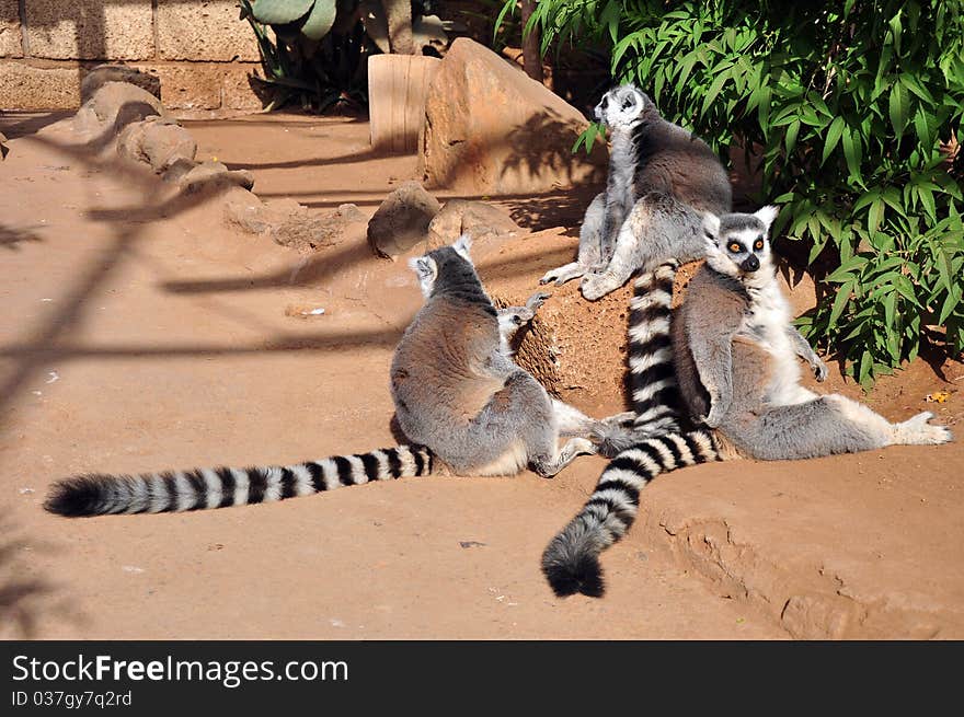 Several Ring-tailed Lemurs in captivity