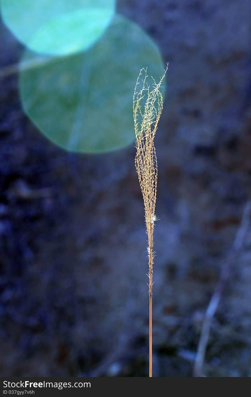 Dry grass