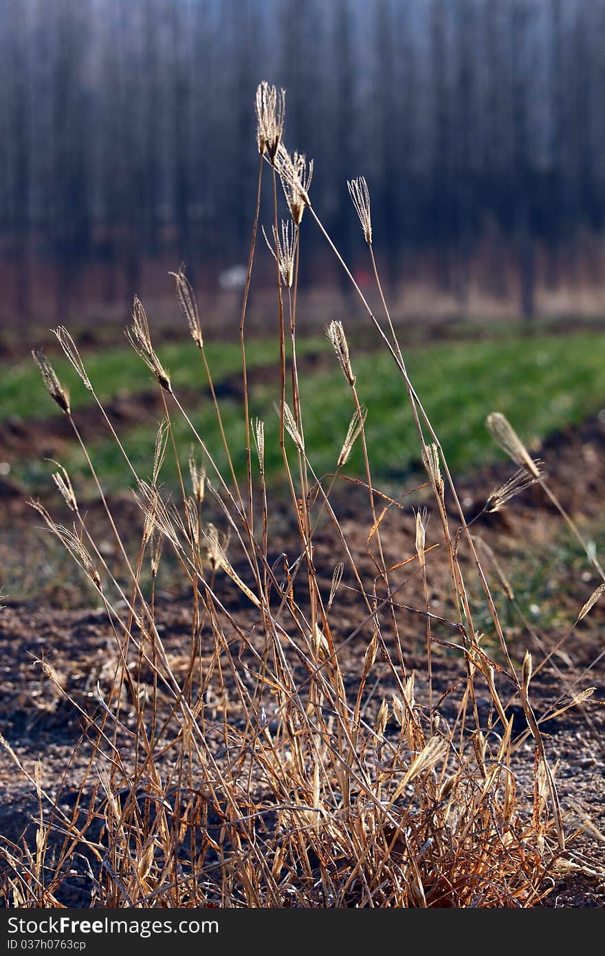 Dry Grass  In Backlit