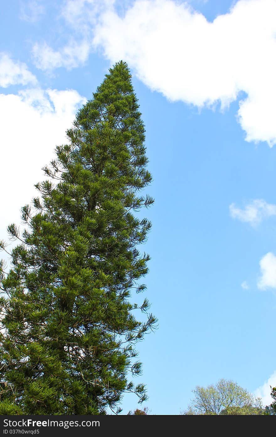 Tree is green and sky is blue. So good. Tree is green and sky is blue. So good.