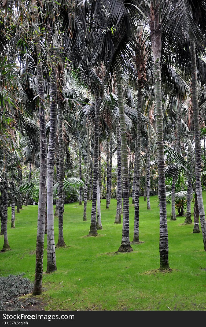 Many palm trees on a cut lawn