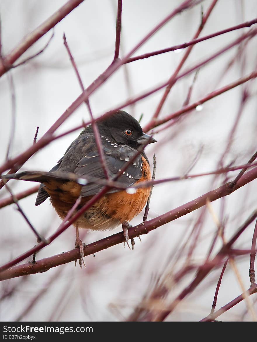 Spotted Towhee