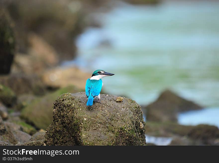 Collared Kingfisher Staring