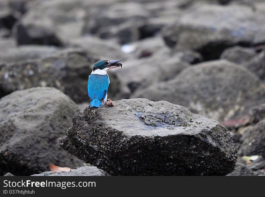 Collared Kingfisher with Hairy Crab in its Beak