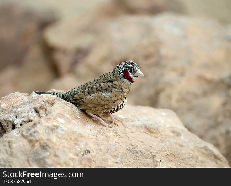 Cut Throat Finch sitting on a rock