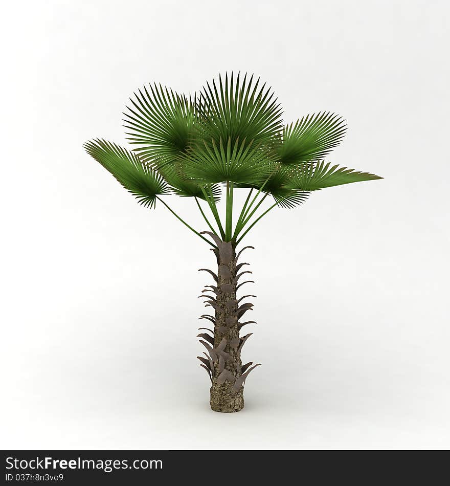 Wild bich palm at the white background