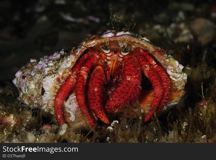 A hermit crab carries the shell that serves as protection. A hermit crab carries the shell that serves as protection.