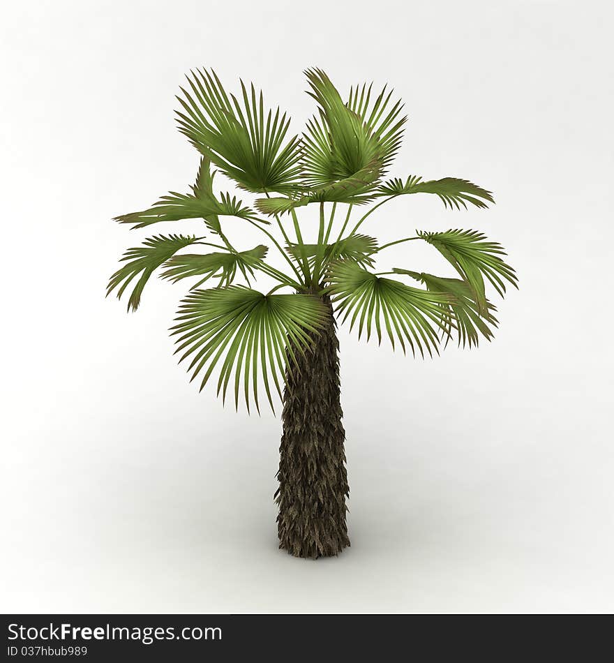 Palm at the white background