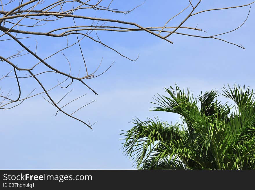 Dry tree and leaf tree. Dry tree and leaf tree