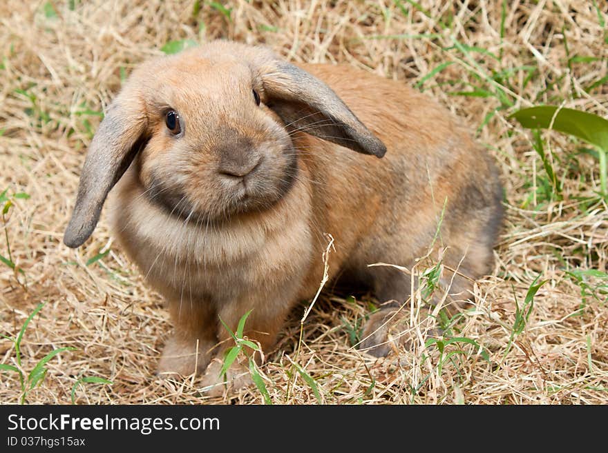 Cute Rabbit standing in the grass field