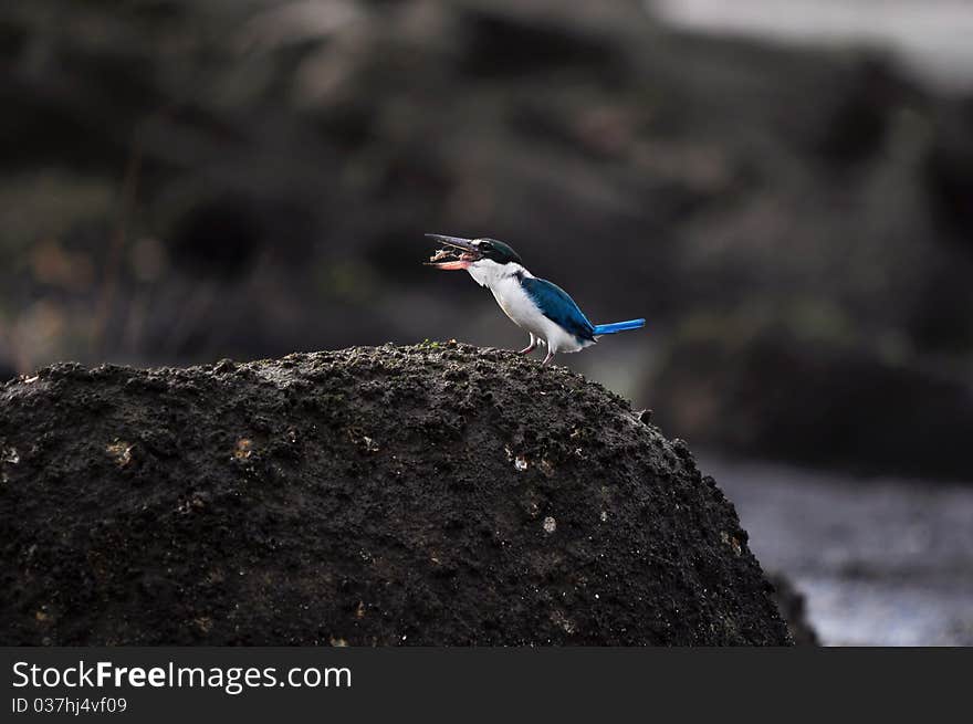 Collared Kingfisher feeding by tossing a shrimp. Collared Kingfisher feeding by tossing a shrimp.