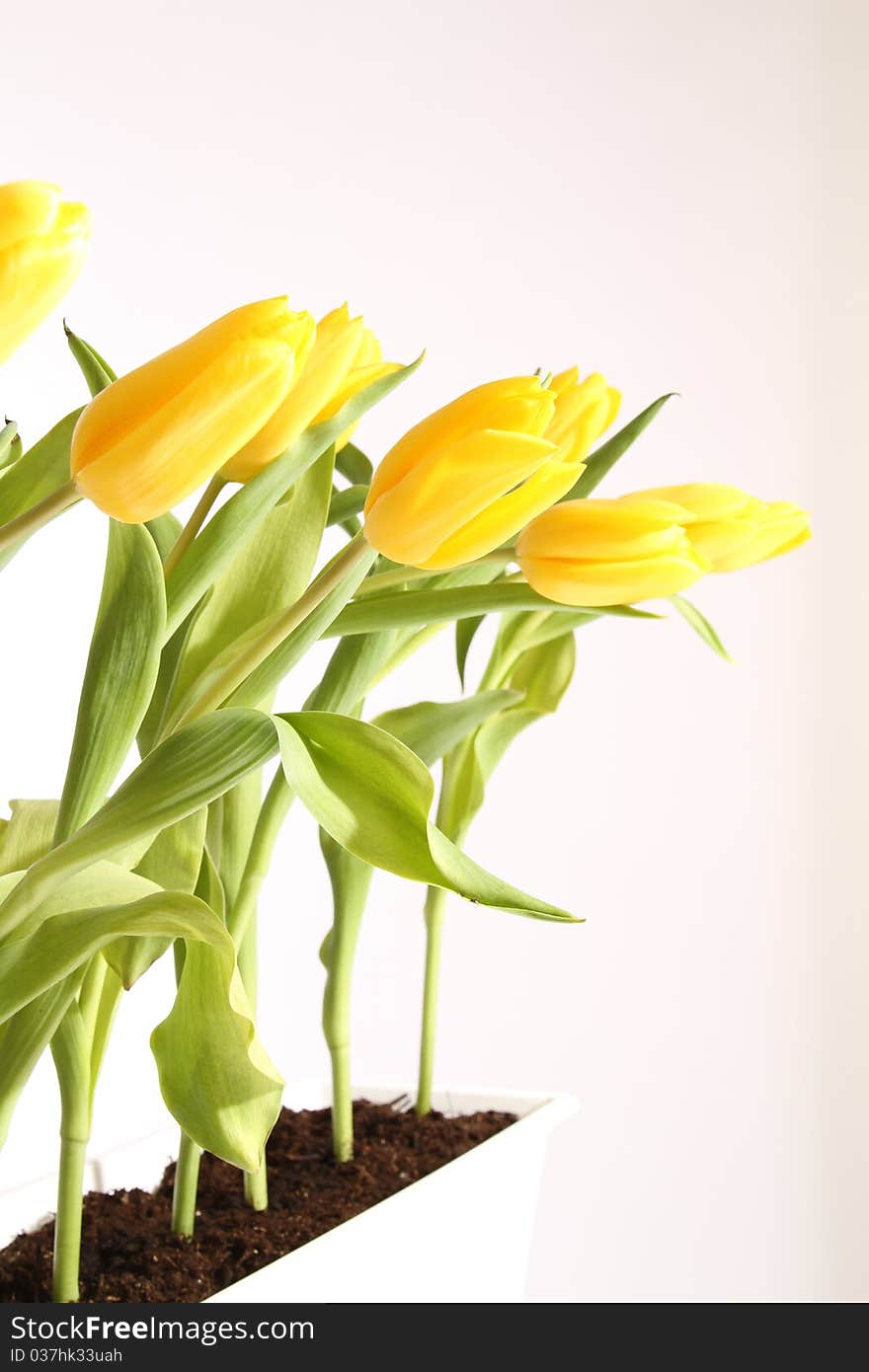 Beautiful yellow tulips standing in line in spring. Beautiful yellow tulips standing in line in spring