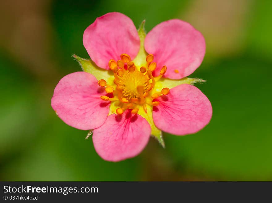 Strawberry flower on green background