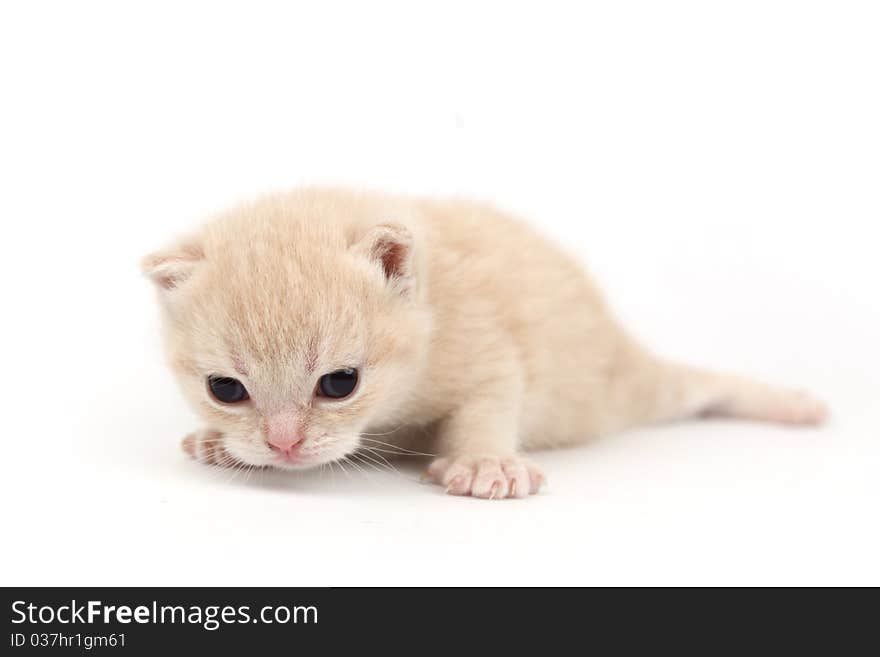 Cat isolated on white background. Cat isolated on white background